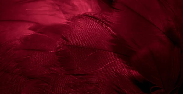 Plumes Faucon Rouge Avec Des Détails Visibles Fond Texture — Photo