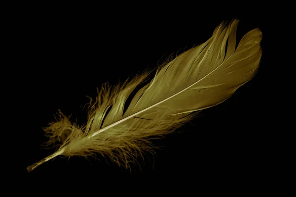Gold Feather Goose Black Isolated Background — Foto Stock