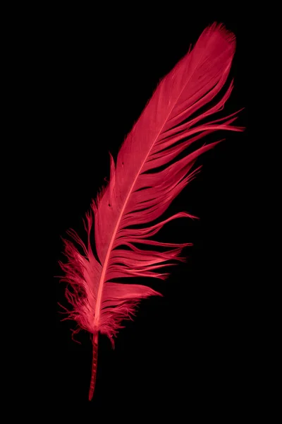Ένα Φτερό Κόκκινης Χήνας Μαύρο Απομονωμένο Φόντο — Φωτογραφία Αρχείου