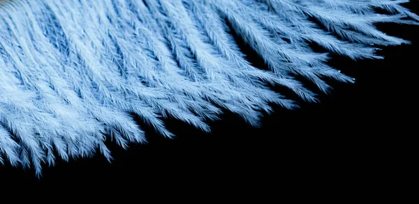 macro photo of blue hen feathers. background or textura