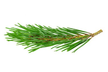 Beyaz izole bir arka planda bahar çamı