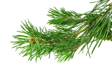 Beyaz izole bir arka planda bahar çamı