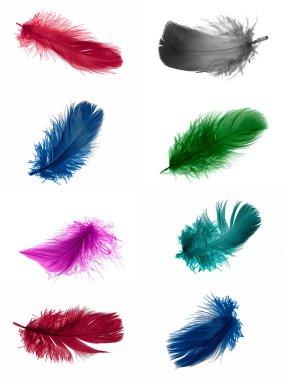 colorful feathers of a goose on a white isolated background