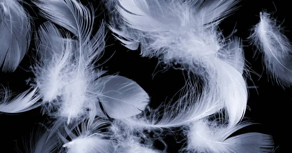 Άσπρα Φτερά Πάπιας Μαύρο Απομονωμένο Φόντο — Φωτογραφία Αρχείου