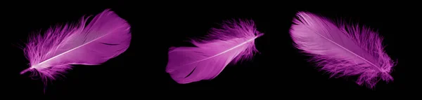 violet feather goose on a black isolated background