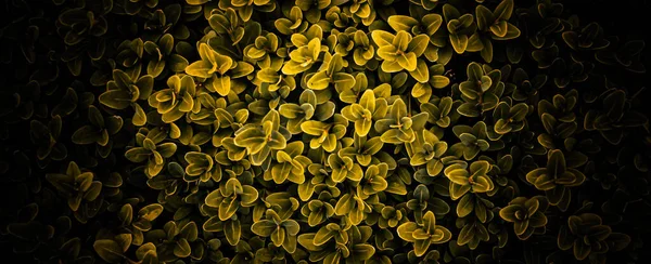 Gold Boxwood Twigs Visible Details Background Texture — Stockfoto
