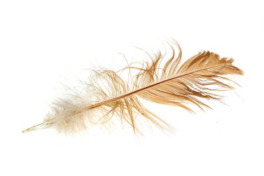 Beyaz arka planda kahverengi tavuk tüyü