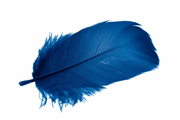 Blue Goose Feather White Isolated Background — Stock Photo, Image