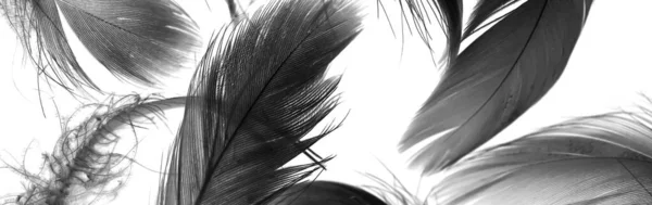 Black Duck Feathers White Isolated Background — Stock Photo, Image