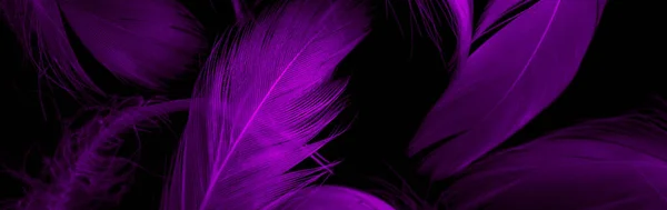 Fioletowe Pióra Kaczki Czarnym Izolowanym Tle — Zdjęcie stockowe