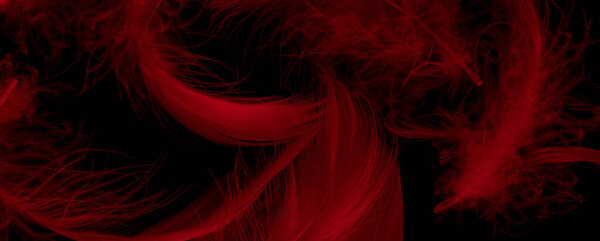Red duck feathers on a black isolated background
