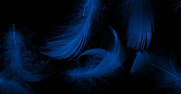 Голубые Утиные Перья Черном Изолированном Фоне — стоковое фото