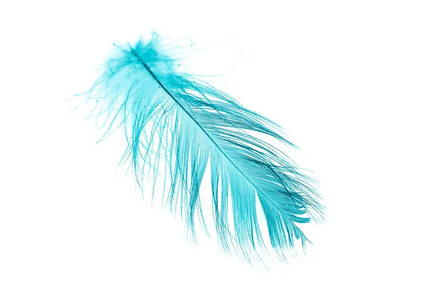 Blue Feather White Isolated Background — Stock Photo, Image