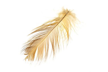 Beyaz arka planda kahverengi tavuk tüyü