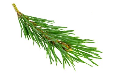 Beyaz izole bir arka planda bahar çamı