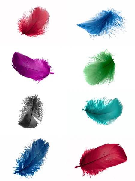 Colorful Feathers Goose White Isolated Background — Stockfoto