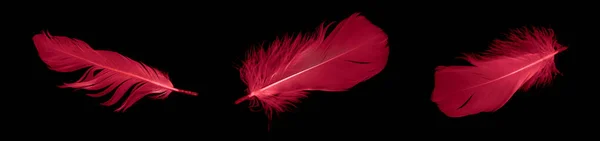 Red Goose Feather Black Isolated Background — Photo