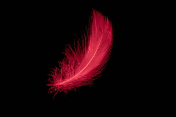 Red Goose Feather Black Isolated Background — ストック写真