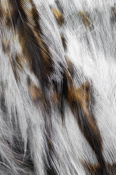 White White Feathers Owl —  Fotos de Stock