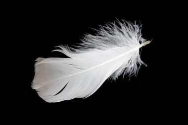 Siyah arka planda beyaz kaz tüyü