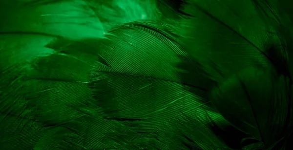 Penas Falcão Verde Com Detalhes Visíveis Fundo Textura — Fotografia de Stock