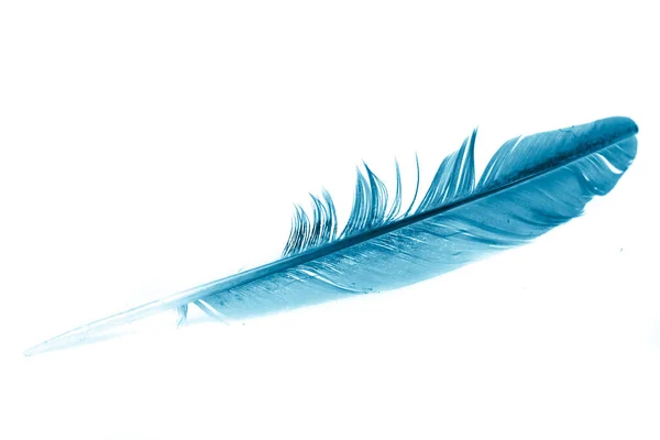 Ένα Μπλε Φτερό Ένα Λευκό Απομονωμένο Φόντο — Φωτογραφία Αρχείου