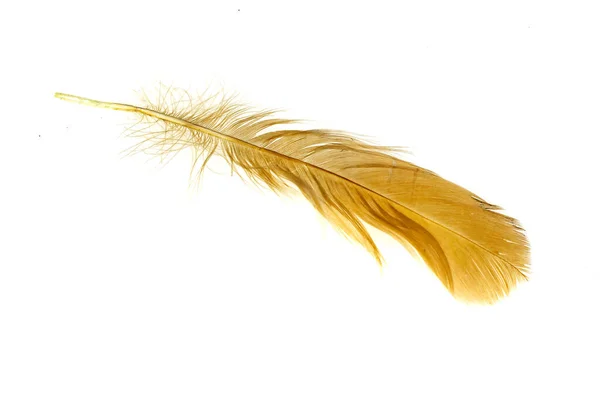 白色背景的母鸡的褐色羽毛 — 图库照片