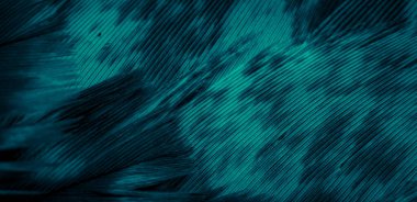 Mavi şahin tüyleri görünür detaylarla. arkaplan veya doku