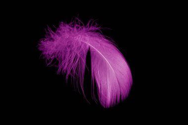 violet feather goose on a black isolated background