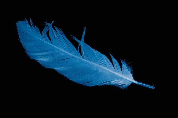 Siyah Arkaplanda Mavi Kaz Tüyü — Stok fotoğraf