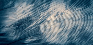 Mavi şahin tüyleri görünür detaylarla. arkaplan veya doku