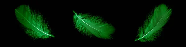 Green Feather Goose Black Isolated Background — Stock Photo, Image