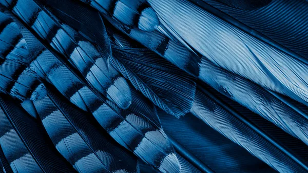 Голубые Черные Соевые Перья Фон Текстура — стоковое фото