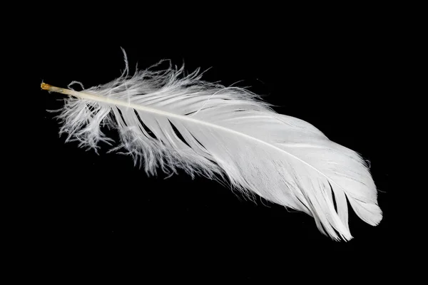 White Feather Goose Black Background — Stock Photo, Image