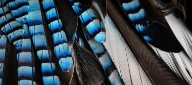 Mavi ve siyah kuş tüyleri. arkaplan veya doku