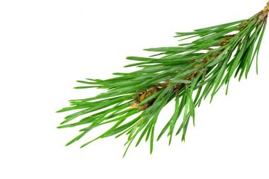 Beyaz izole bir arka planda bahar çamı