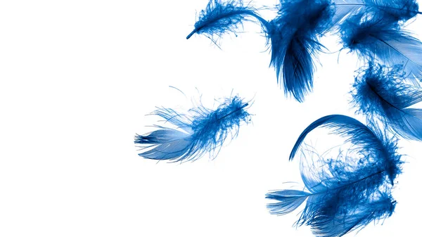 Blue Duck Feathers White Isolated Background — Stock fotografie