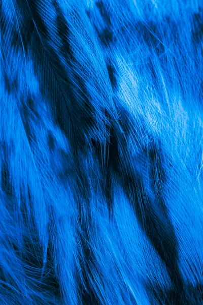 Синьо Чорне Пір Сови Або Textura — стокове фото