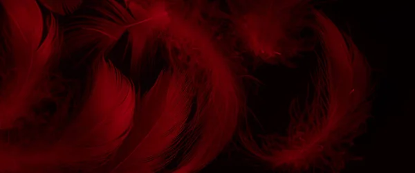 Красные Утиные Перья Черном Изолированном Фоне — стоковое фото