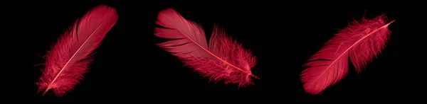 Red Goose Feather Black Isolated Background — Stockfoto