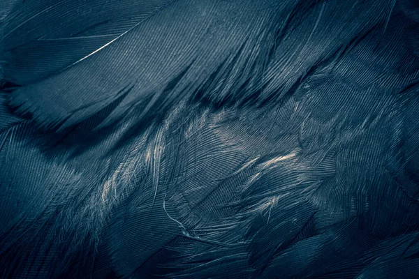 蓝鹰羽毛 有明显的细节 背景或纹理 — 图库照片