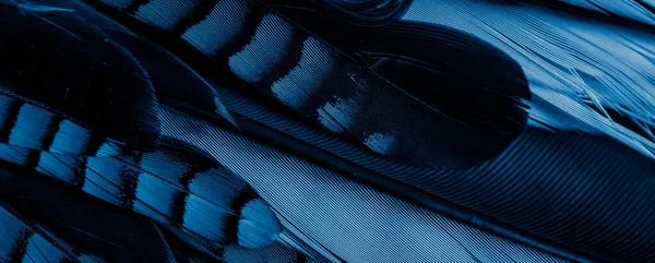 Niebiesko Czarne Pióra Sójki Tło Lub Tekstura — Zdjęcie stockowe