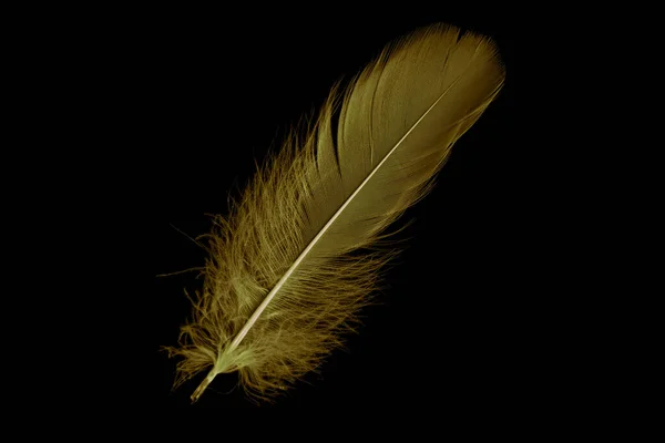 Gold Feather Goose Black Isolated Background —  Fotos de Stock