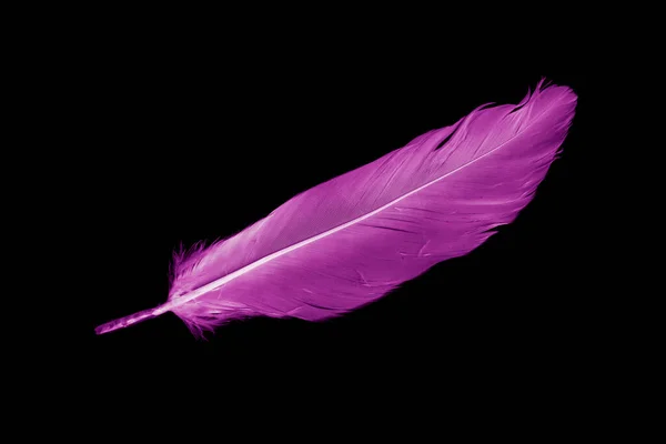 Violet Feather Goose Black Isolated Background — Stock fotografie