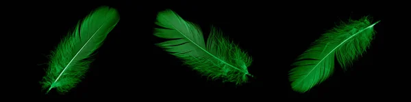 Pluma Ganso Verde Sobre Fondo Negro Aislado — Foto de Stock