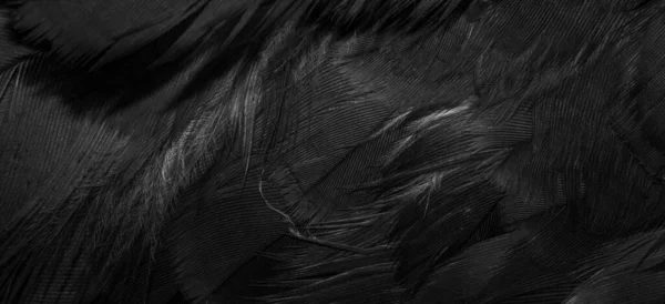 Plumas Halcón Negro Con Detalle Visible Fondo Textura —  Fotos de Stock