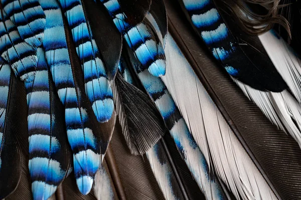 Blue Black Jay Feathers Background Texture — Stock Photo, Image