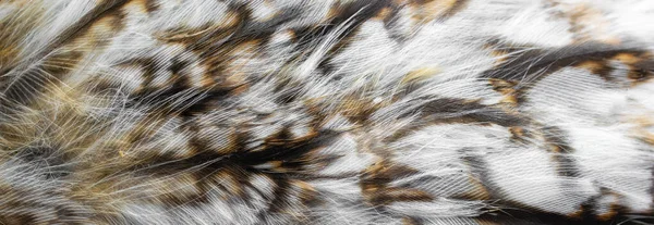 Baykuşun Beyaz Tüyleri — Stok fotoğraf