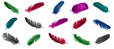 Beyaz izole edilmiş arka planda bir kazın renkli tüyleri