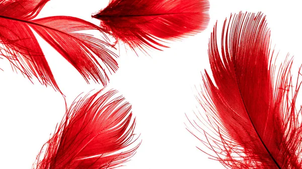 Red Duck Feathers White Isolated Background — 图库照片